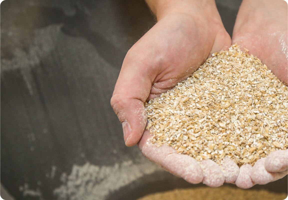 Hands holding grain