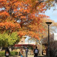 Fall trees