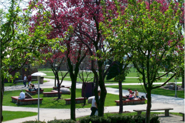 Spring trees Detroit Community College