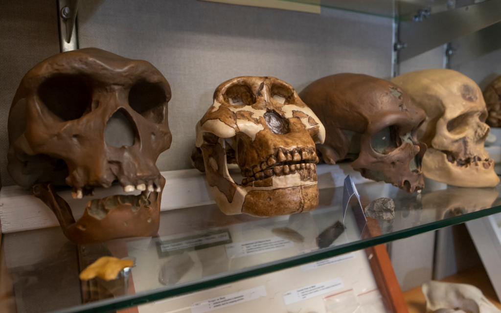Primate skulls