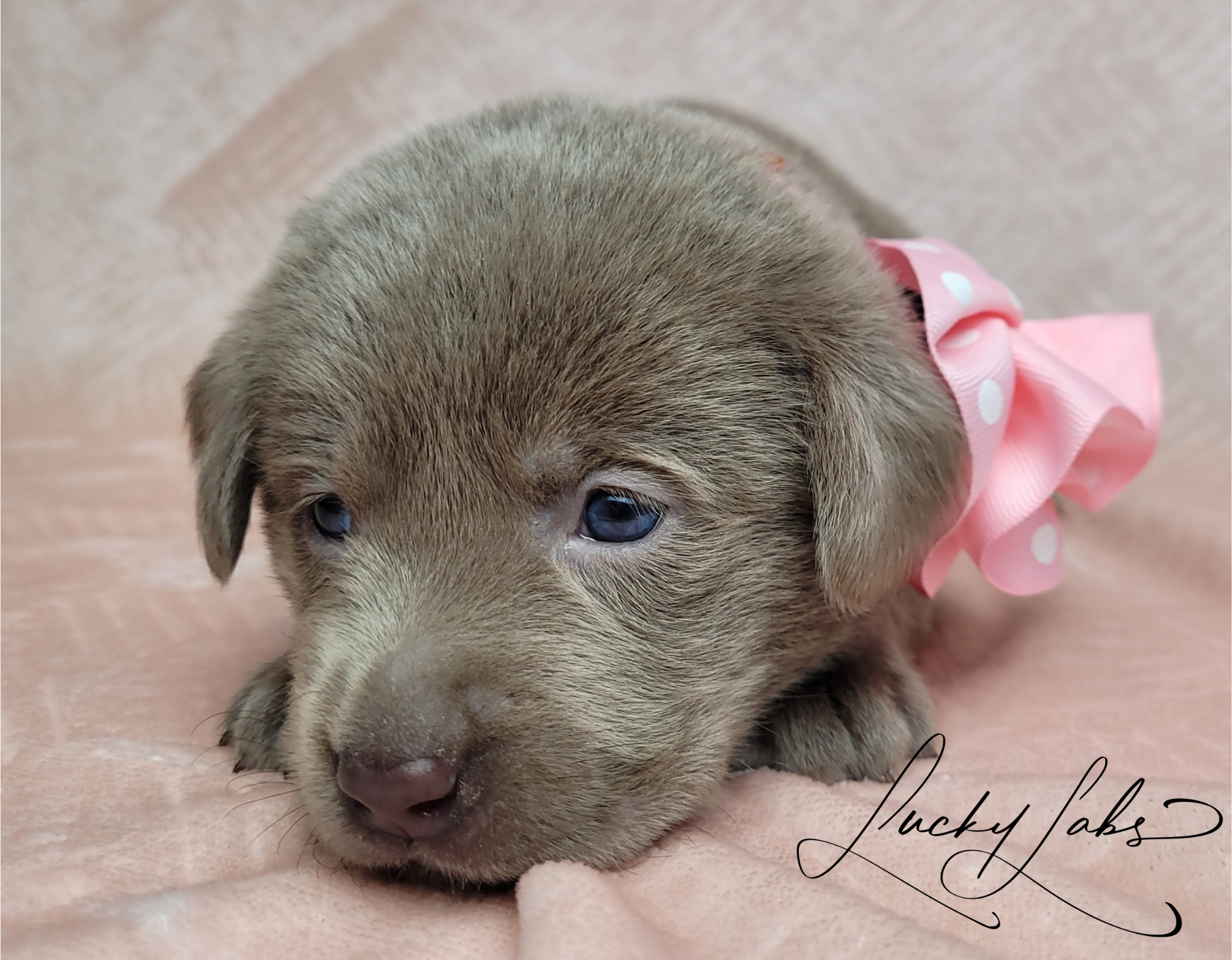 lab puppy wearing bow