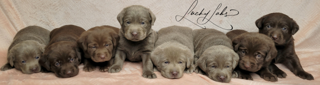 row of puppy labs