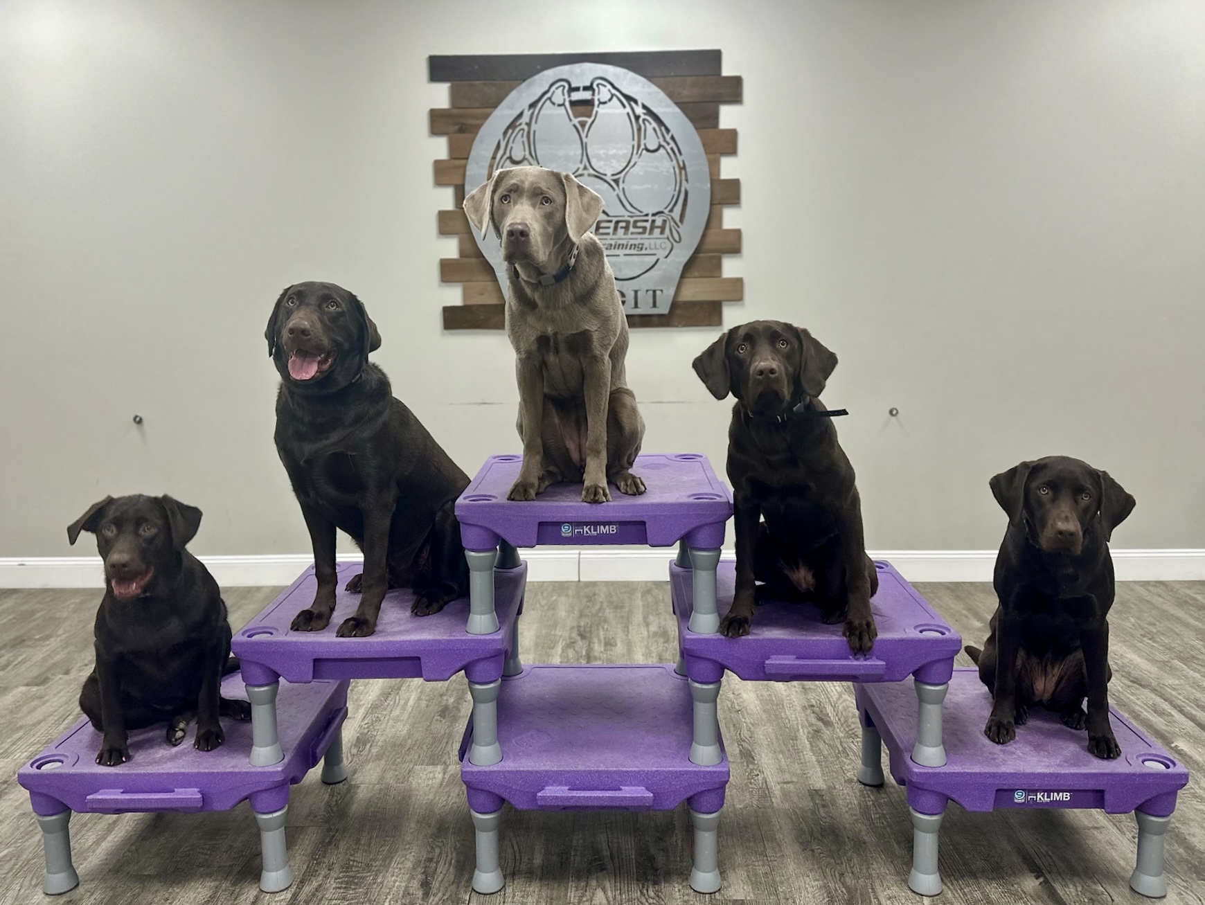 5 dogs sitting on steps